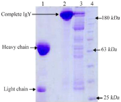 <p>Figure 2. 12% SDS-polyacrylamide gel electrophoresis analysis of protein containing IgY from hen&rsquo;s egg yolk. Lane 1: IgY from egg yolk of immunized hens (sample buffer containing 2-mercapto-ethanol). Lane 2: IgY from egg yolk of immunized hens (sample buffer without 2-mercaptoethanol). Lane 3: IgY from egg yolk of non-immunized hens, Lane 4: Protein marker.</p>
