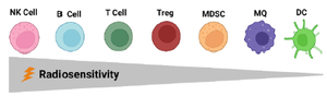 <p>Figure 1. Radiosensitivity of tumor microenvironment immune cells. Within the lymphoid population, regulatory T cells (Tregs) are more radioresistant than any other T cells and B cells <sup>33</sup>. NK cells and B lymphocytes are the most radiosensitive immune cells, while DCs are the most resistant ones <sup>34</sup>.</p>