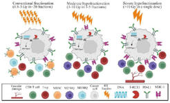 <p>Figure 2. Fractionation and dose can affect the immunomodulatory properties of radiotherapy. Depending on the fractionation regimen, RT can alter the expression of the immunotherapy targets through recruiting various immune cell types. Small doses of radiation delivered in conventional fractionated radiotherapy polarize macrophages to M1 phenotype, however, it also leads to MDSCs accumulation. Higher doses of radiation, such as those used in hypofractionation schemes, have a more potent immunostimulatory effect mediated by increased (APC) maturation as well as augmented T cell infiltration and enhanced expression of immunogenic proteins like MHC class I. This immunostimulation is also believed to be decreased by immunosuppressive mechanisms in the tumor microenvironment, like Tregs and M2 macrophages induced by these regimens. Once the radiation dose exceeds 12&ndash;18 Gy, immunogenicity is compromised because TREX1, an exonuclease, is activated, causing cytoplasmic DNA to degrade and negatively affect the cGAS&ndash;STING pathway which is necessary for radiation-induced immunogenicity. Furthermore, doses per fraction greater than 10 Gy may cause vascular damage thereby decreased vascular flow and hypoxia. [Treg: regulatory T Cell; MDSC: Myeloid-derived suppressor cells; PD-L1: Programmed-Death Ligand 1; DNA: Desoxyribonucleic Acid; MHC-1: Major Histocompatibility Complex class I; RT: Radiotherapy; T-REX: Three-Prime Repair Exonuclease].</p>