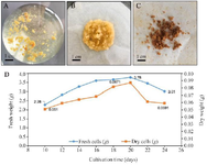 <p>Figure 1. Cell growth kinetics and biomass accumulation of <em>Gynostemma pentaphyllum</em> using cell suspension culture.</p>
<ol start="2">
<li>A) <em>Gynostemma pentaphyllum</em> suspension cell culture, B) Fresh biomass accumulation, C) and dried biomass, D) Growth kinetics curves of fresh and dry weights of suspension cells in MS liquid medium supplemented with 2.0 <em>mg/L</em> KIN and 0.5 <em>mg/l</em> IBA on culturing days.</li>
</ol>
