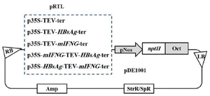 <p>Figure 1. Schematic presentation of the gene arrangements in TEV 5ʹ leader -mediated bicistronic and monocistronic constructs that were sub-cloned from the recombinant pRTL into pDE1001 used to drive expression of mIFN-&gamma; and HBsAg in tobacco and lettuce leaves. TEV: TEV 5ʹ leader sequence; LB and RB: left and right T-DNA borders; p35S and ter: promoter and terminator from Cauliflower Mosaic Virus; <em>mINFG</em>: cDNA encoding mouse-interferon gamma; pNOS and Oct: the promoter of the nopaline synthase gene and the polyadenylation signal of the Octopine Synthase (OCS) gene from the <em>Agrobacterium tumefaciens</em> Ti-plasmid; NPTII: kanamycin resistance gene encoding neomycin phosphotransferase II; Amp and SpR/StrR: ampicillin and spectinomycin/streptomycin resistance genes, respectively.</p>
