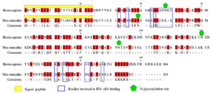 <p>Figure 2. The amino acid sequence alignment of IFN-&gamma; from <em>Homo sapiens </em>(UniProt entry P01579.1) and<em> Mus musculus </em>(UniProt entry P01580.1). The conserved residues are colored in red and the critical residues involved in IFN-&gamma;R1 binding are boxed in blue.</p>
