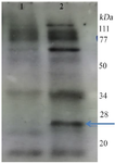 <p>Figure 3. Western blot analysis of transient plant produced recombinant mIFN-&gamma; using anti IFN-&gamma;. Lane 1: control plant soluble extract, 2: transformed plant leaf extract.</p>
