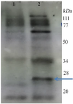 <p>Figure 3. Western blot analysis of transient plant produced recombinant mIFN-&gamma; using anti IFN-&gamma;. Lane 1: control plant soluble extract, 2: transformed plant leaf extract.</p>
