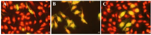 <p>Figure 5. Immunolabeling of MHC class II molecules of macrophages from BALB/c mice bone marrow using the mAb M5/114 and anti-rat IgG F(ab&prime;)2 coupled to FITC (green staining). Macrophages were cultured for 18 <em>hr</em> with (A) plant negative control, (B) recombinant mouse IFN-&gamma; as a positive control, (C) column purified plant produced mouse IFN-&gamma;.</p>
