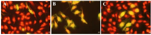 <p>Figure 5. Immunolabeling of MHC class II molecules of macrophages from BALB/c mice bone marrow using the mAb M5/114 and anti-rat IgG F(ab&prime;)2 coupled to FITC (green staining). Macrophages were cultured for 18 <em>hr</em> with (A) plant negative control, (B) recombinant mouse IFN-&gamma; as a positive control, (C) column purified plant produced mouse IFN-&gamma;.</p>
