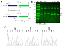 <p>Figure 1. Different genotypes in tetra-ARMS PCR method. A) Primer map in the <em>tetra</em>-ARMS PCR; B) Electrophorese patterns of genotypes in 2% agarose gel; C) Electropherograms of flanking nucleotides in the three loci.</p>
