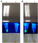 <p>Figure 3. Analysis of the RT-LAMP reaction product with extracted total RNA (A) and TA-E plasmid (B) as a template. Lane 1: positive control, lane 2: negative control. Top: 1% agarose gel electrophoresis, middle: LAMP results indicated by SYBR green to the visualized under UV light, bottom: view the results with the naked eye.</p>