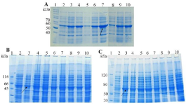 <p>Figure 1. SDS-PAGE evaluation the total expression of <em>E. coli</em> BL21 (DE3) containing recombinant pTWIN1in various conditions. A) analysis of total LYC1 fusion protein expression. Lane 1: PageRuler&trade; unstained protein ladder 26614, Lane 2: induction by 0.1 <em>mM</em> IPTG at 7&ordm;<em>C</em>, Lane 3: induction by 0.3 <em>mM</em> IPTG at 7&ordm;<em>C</em>, Lane 4: induction by 0.5 <em>mM</em> IPTG at 7&ordm;<em>C</em>, Lane 5: induction by 0.1 <em>mM </em>IPTG at 22&ordm;<em>C</em>, Lane 6: induction by 0.3 <em>mM</em> IPTG at 22&ordm;<em>C</em>. Lane 7: induction by 0.5 <em>mM</em> IPTG at 22&ordm;<em>C</em>. Lane 8: induction by 0.1 <em>mM</em> IPTG at 37&ordm;<em>C</em>. Lane 9: induction by 0.3 <em>mM</em> IPTG at 37&ordm;<em>C</em>. Lane 10: induction by 0.5 <em>mM</em> IPTG at 37&ordm;<em>C</em>. B). analysis of total TP4 fusion protein expression. Lane 1: PageRuler&trade; unstained protein ladder 26614, Lane 2: induction by 0.1 <em>mM</em> IPTG at 7&ordm;<em>C</em>, Lane 3: induction by 0.3 <em>mM</em> IPTG at 7&ordm;<em>C</em>, Lane 4: induction by 0.5 <em>mM</em> IPTG at 7&ordm;<em>C</em>, Lane 5: induction by 0.1 <em>mM</em> IPTG at 22&ordm;<em>C</em>, Lane 6: induction by 0.3 <em>mM</em> IPTG at 22&ordm;<em>C</em>. Lane 7: induction by 0.5 <em>mM</em> IPTG at 22&ordm;<em>C</em>. Lane 8: induction by 0.1 <em>mM</em> IPTG at 37&ordm;<em>C</em>. Lane 9: induction by 0.3 <em>mM</em> IPTG at 37&ordm;<em>C</em>. Lane 10: induction by 0.5 <em>mM</em> IPTG at 37&ordm;<em>C</em>. C) analysis of total TP4 fusion protein expression. Lane 1: PageRuler&trade; unstained protein ladder 26614, Lane 2: induction by 0.1 <em>mM</em> IPTG at 7&ordm;<em>C</em>, Lane 3: induction by 0.3 <em>mM</em> IPTG at 7&ordm;<em>C</em>, Lane 4: induction by 0.5 <em>mM</em> IPTG at 7&ordm;<em>C</em>, Lane 5: induction by 0.1 <em>mM</em> IPTG at 22&ordm;<em>C</em>, Lane 6: induction by 0.3 <em>mM</em> IPTG at 22&ordm;<em>C</em>. Lane 7: induction by 0.5 <em>mM</em> IPTG at 22&ordm;<em>C</em>. Lane 8: induction by 0.1 <em>mM</em> IPTG at 37&ordm;<em>C</em>. Lane 9: induction by 0.3 <em>mM</em> IPTG at 37&ordm;<em>C</em>. Lane 10: induction by 0.5 <em>mM</em> IPTG at 37&ordm;<em>C.</em></p>