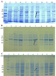 <p>Figure 2. SDS-PAGE evaluation the soluble expression of <em>E. coli</em> BL21 (DE3) containing recombinant pTWIN1in various conditions. A) analysis of total LYC1 fusion protein expression. Lane 1: PageRuler&trade; unstained protein ladder 26614, Lane 2: induction by 0.1 <em>mM</em> IPTG at 7&ordm;<em>C</em>, Lane 3: induction by 0.3 <em>mM</em> IPTG at 7&ordm;<em>C</em>, Lane 4: induction by 0.5 <em>mM</em> IPTG at 7&ordm;<em>C</em>, Lane 5: induction by 0.1 <em>mM</em> IPTG at 22&ordm;<em>C</em>, Lane 6: induction by 0.3 <em>mM</em> IPTG at 22&ordm;<em>C</em>. Lane 7: induction by 0.5 <em>mM</em> IPTG at 22&ordm;<em>C</em>. Lane 8: induction by 0.1 <em>mM</em> IPTG at 37&ordm;<em>C</em>. Lane 9: induction by 0.3<em> mM</em> IPTG at 37&ordm;<em>C</em>. Lane 10: induction by 0.5 <em>mM</em> IPTG at 37&ordm;<em>C</em>. B) analysis of total TP4 fusion protein expression. Lane 1: PageRuler&trade; unstained protein ladder 26614, Lane 2: induction by 0.1 <em>mM</em> IPTG at 7&ordm;<em>C</em>, Lane 3: induction by 0.3 <em>mM</em> IPTG at 7&ordm;<em>C</em>, Lane 4: induction by 0.5 <em>mM</em> IPTG at 7&ordm;<em>C</em>, Lane 5: induction by 0.1 <em>mM</em> IPTG at 22&ordm;<em>C</em>, Lane 6: induction by 0.3 <em>mM</em> IPTG at 22&ordm;<em>C</em>. Lane 7: induction by 0.5 <em>mM</em> IPTG at 22&ordm;<em>C</em>. Lane 8: induction by 0.1 <em>mM</em> IPTG at 37&ordm;<em>C</em>. Lane 9: induction by 0.3 <em>mM</em> IPTG at 37&ordm;<em>C</em>. Lane 10: induction by 0.5 <em>mM</em> IPTG at 37&ordm;<em>C</em>. C) analysis of total TP4 fusion protein expression. Lane 1: PageRuler&trade; unstained protein ladder 26614, Lane 2: induction by 0.1 <em>mM</em> IPTG at 7&ordm;<em>C</em>, Lane 3: induction by 0.3 <em>mM</em> IPTG at 7&ordm;<em>C</em>, Lane 4: induction by 0.5 <em>mM</em> IPTG at 7&ordm;<em>C</em>, Lane 5: induction by 0.1 <em>mM</em> IPTG at 22&ordm;<em>C</em>, Lane 6: induction by 0.3 <em>mM</em> IPTG at 22&ordm;<em>C</em>. Lane 7: induction by 0.5 <em>mM</em> IPTG at 22&ordm;<em>C</em>. Lane 8: induction by 0.1 <em>mM</em> IPTG at 37&ordm;<em>C</em>. Lane 9: induction by 0.3 <em>mM</em> IPTG at 37&ordm;<em>C</em>. Lane 10: induction by 0.5 <em>mM</em> IPTG at 37&ordm;<em>C</em>.</p>