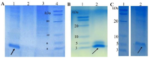 <p>Figure 3. SDS-PAGE evaluation of purified peptides. A) purified LYC1. B) purified TP4. C) purified TP4-LYC1.</p>
