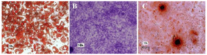 <p>Figure 2. <em>In vitro</em> differentiation of mesenchymal stem cells derived from adipose tissue of Jersey heifer. Adipocyte (A); Chondrocyte (B); Osteocyte (C).</p>