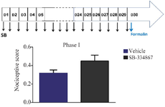 <p>Figure&nbsp;1. The effect of long-term infusion of&nbsp;SB-334867 on formalin-induced&nbsp;pain-related behaviors. Upper schematic plan demonstrates the experimental protocols used for assessment of nociceptive behaviors in MK-treated rats. Bar chart for chronic injection of SB-334867 in the formalin-induced pain displays mean nociceptive score of phase 1 (<em>min</em> 0&ndash;5) compared to Vehicle group. Recording of the nociceptive behaviors started instantly for 60 <em>min</em> following formalin injection (2% in saline, 50 <em>&micro;l</em>, s.c.) into the hind paw (minute 0). Data is expressed as mean &plusmn; SEM. n=8 per group.</p>