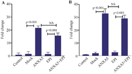 <p>Figure 2. The expression of ANXA5 in MCF7 (A) and MCF7-ADR (B) cells compared to the control and mock group. Seventy-two hours after transfection with PCMV6-ANXA5-GFP-IRES or mock plasmids, the expression of ANXA5 was evaluated using real-time PCR in different groups and the fold change was calculated compared to that of control group. Represented data are mean &plusmn; SD of four independent experiments. Data were analyzed using the Kruskal-Wallis test and p&lt;0.05 was considered a significant difference between the groups.</p>