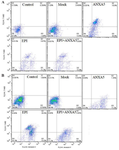 <p>Figure 5. Annexin V-FITC/PE staining analysis of apoptosis in MCF7 and MCF7-ADR cells following transfection of AnnexinA5 and Epirubicin treatment. Analysis of apoptosis in MCF7 cells (A) and MCF7-ADR (B) transfected with AnnexinA5 or Mock plasmid vectors with or without Epirubicin treatment for 48 <em>hr</em>.</p>