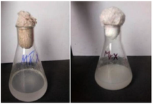 <p>Figure 4. Carbon source's influence on L-asparaginase activity in the 19<sup>th</sup>culture.</p>
