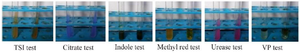 <p>Figure 6. Biochemical and physiological characterization of the selected isolate 19<sup>th</sup> culture.</p>