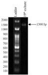 <p>Figure 8. PCR amplification profile of given bacteria isolate 19<sup>th</sup> culture.</p>