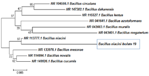 <p>Figure 9. Phylogeny tree analysis for 19<sup>th</sup> culture.</p>