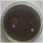 <p>Figure 1. Inhibition in violacein pigment as antiquorum sensing activity of crude methanolic extract of ginger against <em>C. violaceum</em> CV12472. A) methanol extract of ginger; B) negative control.</p>