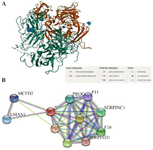 <p>Figure 1. A) The 3D structure of FVIII protein. The red color represents the coagulation FVIII light chain, and the green represents the coagulation FVIII heavy chain. The 3D structure was constructed by the SWISS PDB viewer (https://www.rcsb.org/3d-view/3CDZ/1). B) The protein-protein interaction with FVIII. The data were analyzed by STRING (https://string-db.org). VWF: Von Willebrand factor; F9: Coagulation factor IX; F2: Prothrombin; F10: Coagulation factor X; SERPINC1: Antithrombin-III; PROC: Vitamin K-dependent protein C; LMAN1: Lectin, mannose binding 1; MCFD2: Multiple coagulation factor deficiency protein 2; F11: Coagulation factor XI; SERPIND1: Heparin cofactor 2.</p>