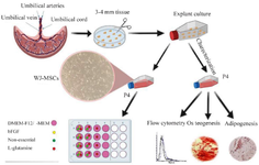 <p>Figure 1. Schematic illustration of the workflow. Characterization of mesenchymal stem cells isolated from human umbilical cord-derived Wharton&rsquo;s jelly by explant method. On the lower left, DMEM-F12/&alpha;-MEM only means one of them. Therefore, the experiment was performed once with DMEM-F12 with supplements and once in &alpha;-MEM culture medium treated with supplements.</p>