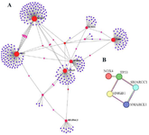 <p>Figure 2. A) PPI network obtained from GSE9234 microarray dataset. Red, and purple circles represent genes. The area of each circle demonstrates the degree of the node in the network. The color of nodes is proportional to their BC values. B) PPI subnetwork with centrality of HMGB1.</p>