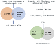 <p>Figure 6. Overall diagram of data collection, processing, and analysis. Identification of 439 migration related DEGs from expression profile dataset (GSE9234). And Identification of 76 migration related DEGs from expression profile dataset (GSE12411).</p>