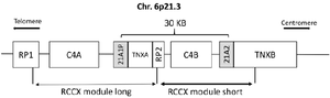 <p>Figure 1. Bimodular form (<em>RP1</em>&ndash;<em>C4A</em>&ndash;<em>CYP21P</em>&ndash;<em>XA</em>&ndash;<em>RP2</em>&ndash;<em>C4B</em>&ndash;<em>CYP21</em>&ndash;<em>TNXB</em>) of the RCCX region of chromosome 6p21.3<em>. Cyp-21A2</em> gene and its pseudogene are shown in the gray boxes.</p>