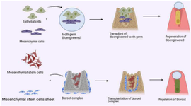 <p>Figure 1. Utilizing an innovative organ germination strategy, regenerative treatment facilitates the transplantation of bioengineered dental embryos composed of epithelial and mesenchymal cells to restore fully functional teeth and bio-roots <em>in vivo</em>.</p>