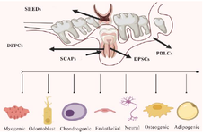 <p>Figure 2. Dental Stem Cells (DSCs) particularly Dental Pulp Stem Cells (DPSCs) and Stem Cells from Apical Papilla (SCAPs) exhibit significant differentiation potentials that are being explored for regenerative medicine applications, especially in dental tissue engineering.</p>