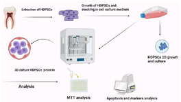 <p>Figure 3. Extraction of a third molar involved a procedure that assured aseptic conditions during the removal of its pulp. Through collagenase digestion, the extracted pulp tissue provided suitable material for growing human Dental Pulp Stem Cells (hDPSCs) employing seeding. These cultured hDPSCs underwent passaging in T75 flasks for utilization in 3D culturing experiments and future cell stocks. Following the extraction of hDPSCs from T75 flasks, they were seeded into 24 well plates for two-dimensional culture, with subsequent transfer into drop formations on 24 suspension cell culture plates. Following a 4-day growth period, hDPSCs were collected from all scenarios including the 2D and 3D medium, and various analyses were carried out.</p>