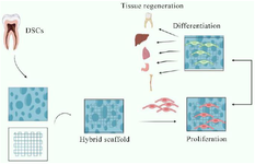 <p>Figure 4. A depiction in the form of a schematic diagram exhibiting the seeding of DSCs on a hybrid scaffold and highlighting their differentiation capability is presented, emphasizing the potential clinical applications for tissue regeneration.</p>