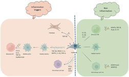 <p>Figure 1. Monocyte and macrophage of the liver in the progression and restoration of fibrosis.</p>
<p>Kupffer cells&nbsp;become activated after recognizing LPS, adipokines, cholesterol, DAMPs, and free fatty acids. Activated Kupffer cells produce TGF-ꞵ1, PDGF, IL-1, MCP1, IL-12, and TNF-&alpha; essential for HSCs proliferation and recruitment. Kupffer cells-derived TGF-ꞵ1 also stimulates the differentiation and activation of fibroblasts. The reciprocal interplay between hepatic macrophages and HSCs perpetuates fibrosis. Indeed, Kupffer cells assist HSCs activation, survival, and pro-fibrogenic phenotype maintenance through TGF-ꞵ, oncostatin M, PDGF, TNF-a, IL-1ꞵ, TNFSF12A, and EGFR ligand secretion. In turn, activated HSCs release CCL2, hyaluronan, IL-6, and TGF-ꞵ which are essential for monocytes recruitment, activation, and polarization. Furthermore, Kupffer cells-derived CCL2 and CCL5 contribute to Ly6c<sup>high</sup> monocytes infiltration to the liver that promotes hepatic inflammation. In normal conditions, Ly6c<sup>low </sup>monocytes have been shown to contribute to fibrosis regression by matrix metalloproteinases MMP9 and MMP12 expression and induction of phagocytosis of cellular debris namely efferocytosis. M2 macrophages are stimulated by IL-13, IL-10, and IL-4. Matrix metalloproteases expression by M2 macrophages facilitates wound healing. TGF-ꞵ, arginase-1 (Arg1), and IL-10 produced by M2 macrophages contribute to anti-inflammatory characteristics.</p>