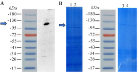 <p>Figure 1. A) Displays the results of a Western blot analysis for the RfxCas13d protein. The recombinant RfxCas13d protein has a molecular weight of 113 kilodaltons, which aligns with the band observed in the Western blot. B) Provides a preliminary evaluation of protein expression in BL21 (DE3) and Rosetta&trade; (DE3) strains. Columns 1 and 2 represent expression in Rosetta&trade; (DE3) at 3 <em>hr</em> and ON post-induction, respectively, while columns 4 and 5 show expression in BL21&trade; (DE3) at the same time points. Protein expression levels showed no notable difference between the two strains.</p>