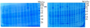 <p>Figure 2. Displays <em>RfxCas13d</em> expression in SDS-PAGE under 26 different cultivation conditions as designed by RSM. Lane M features a protein marker, while other lanes represent various experimental conditions. Turbidity values ​​for these experiments were calculated using AlphaEaseFC software.</p>