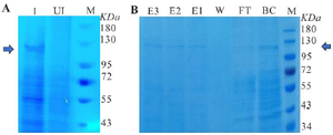 <p>Figure 6. A) SDS-PAGE under optimal cultivation conditions is shown, induced (I), uninduced (UI), and protein molecular weight marker (M). B) RfxCas13d purification using a Ni-NTA column is shown, with eluted protein fractions (E1, E2, and E3), wash (W), flow-through (FT.), before column (BC) and protein molecular weight marker (M).</p>