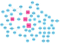 <p>Figure 3. Gene Interaction Network and Hub Genes. The gene interaction network was constructed to identify hub genes. Nodes without any connections have been removed for clarity. Hub genes are indicated by squares, and specifically, genes with four or more interactions were selected as hub genes.</p>