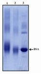 Figure 1. SDS-PAGE analysis of conjugated P110 peptide. Changing in mobility shift represents the efficacy of con-jugation. Lane 1) Conjugated peptide-BSA. Lane 2) BSA-MBS (m-Maleimidobenzoyl- N -Hydroxysuccinimide Ester). Lane 3) BSA. Because of very high molecular weight of KLH, it is not possible to run the KLH conjugate on SDS-PAGE. In this context BSA conjugate was used for efficacy of conjugation