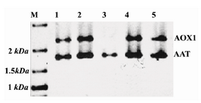 Figure 1. PCR with AOX1 primers from recombinant P.pastoris genome. Lanes 1, 2, 4 and 5 belong to Mut+ clones showing two different bands in the gel. The 1.8 kb band was amplified from AAT expression cassette flanked by AOX1 sequences, and the 2.2 kb band was amplified from AOX1 gene of P.pastoris. Lane 3 belongs to a MutS clone where only the 1.8 kb band is seen. This confirms that AOX1 gene has been disrupted in these cells
