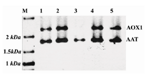 Figure 1. PCR with AOX1 primers from recombinant P.pastoris genome. Lanes 1, 2, 4 and 5 belong to Mut+ clones showing two different bands in the gel. The 1.8 kb band was amplified from AAT expression cassette flanked by AOX1 sequences, and the 2.2 kb band was amplified from AOX1 gene of P.pastoris. Lane 3 belongs to a MutS clone where only the 1.8 kb band is seen. This confirms that AOX1 gene has been disrupted in these cells
