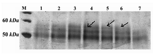 Figure 2. SDS-PAGE and silver staining of supernatants of positive clones. M) protein molecular weight marker; Lanes 1-6: supernatants of positive clones which show an extra band in ~60=kDa; Lane 7: supernatant of the non-recombinant X-33 clone, used as negative control
