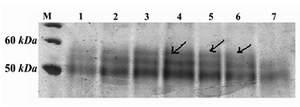 Figure 2. SDS-PAGE and silver staining of supernatants of positive clones. M) protein molecular weight marker; Lanes 1-6: supernatants of positive clones which show an extra band in ~60=kDa; Lane 7: supernatant of the non-recombinant X-33 clone, used as negative control
