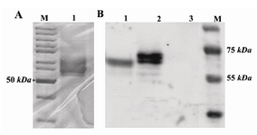 Figure 3. A) SDS-PAGE analysis of protein purification with nickel column stained with Coomassie brilliant blue. M: protein ladder; Lane1: nickel column-purified protein. B) Western blotting of AAT protein on PVDF membrane. M: protein ladder; Lane 1: commercial plasma derived AAT; Lane 2: nickel column-purified recombinant AAT protein; Lane 3: supernatant of non-recombinant X-33 culture
