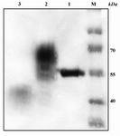 Figure 6. Expression of AAT protein in the absence and presence of tunicamycin monitored by western blot analysis. M: protein ladder; Lane 1: commercial plasma-derived AAT; Lane 2:  control recombinant AAT protein; Lane 3: recombinant AAT produced in culture containing 2.5 µg/ml tunicamycin. Weakness of this band is due to inhibitory effects of tunicamycin for yeast growth with subsequently lowers cell density and secreted proteins in the medium
