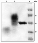 Figure 6. Expression of AAT protein in the absence and presence of tunicamycin monitored by western blot analysis. M: protein ladder; Lane 1: commercial plasma-derived AAT; Lane 2:  control recombinant AAT protein; Lane 3: recombinant AAT produced in culture containing 2.5 µg/ml tunicamycin. Weakness of this band is due to inhibitory effects of tunicamycin for yeast growth with subsequently lowers cell density and secreted proteins in the medium
