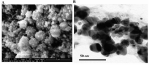 Figure 3. SEM (A) and TEM (B) micrograph of silver nanoparticles synthesised by the reaction of 1 mM silver nitrate with Gelidiella acerosa extract