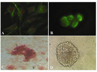 Figure 2. Immunocytochemical and alizarin red staining for cell identification; A) Vimentin was detected in the feeder monolayer cells; B) Oct-4 was detected in cells of colony (before differentiation); C) Alizarin red staining of mineralized cells on day 21 (after differentiation); 400×; D) SSCs culture without induction medium
