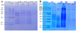 <p>Figure 1. SDS-PAGE gel images of L-asparaginases. Figure 1A shows an SDS-PAGE gel image of L-asparaginase from <em>T. asahii isolate ChL11</em>. Lane 1 represents the marker, Lane 2 the culture filtrate, Lane 3 the ammonium sulfate fraction, Lane 4 the dialyzed enzyme, and Lane 5 the purified enzyme using a Sephadex G-100 column. Similarly, Figure 1B displays the SDS-PAGE gel image of L-asparaginase from <em>C. palmioleophila isolate JK12</em>, with Lane 1 being the protein marker, Lane 2 the dialyzed enzyme, Lane 3 the ammonium sulfate fraction, Lane 4 the culture filtrate, and Lane 5 and 6 the purified enzyme using a Sephadex G-100 column.</p>