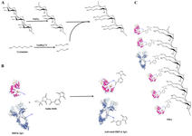 <p>Figure 1. Shematic illustration of the PHA production. Dextran polymer was oxidized by sodium peridate and then thiolated using cystamine by schiff-base amination (A). Antibodies and HRPs were activated using sulfo-MBS linker (B). Final PHA structure (C).</p>